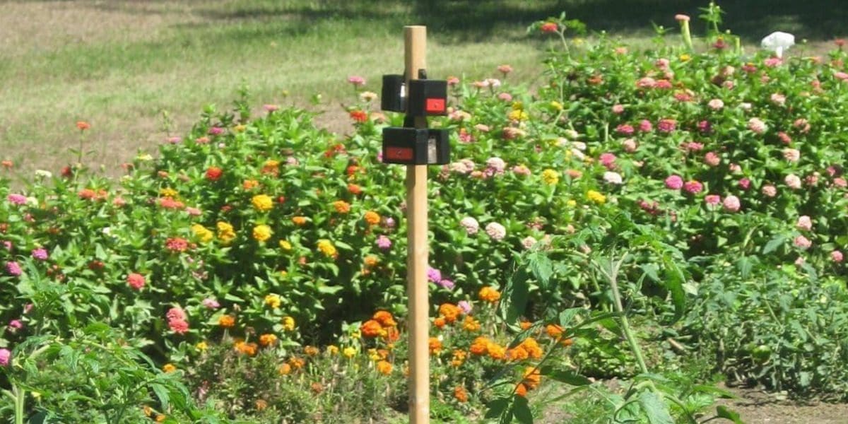 Nite Guard Solar Predator Control Light