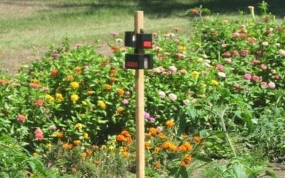 Nite Guard Solar Predator Control Light Review